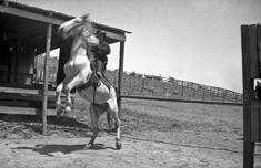 henry lauberge horses daly city